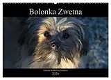 Kalender Bolonka Zwetna 2026 (Wandkalender 2026 DIN A2 quer), CALVENDO Monatskalender von Antonia Katharina Tessnow