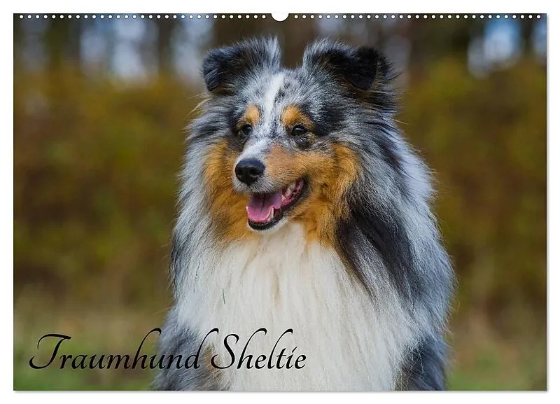 Traumhund Sheltie (Wandkalender 2026 DIN A2 quer), CALVENDO Monatskalender