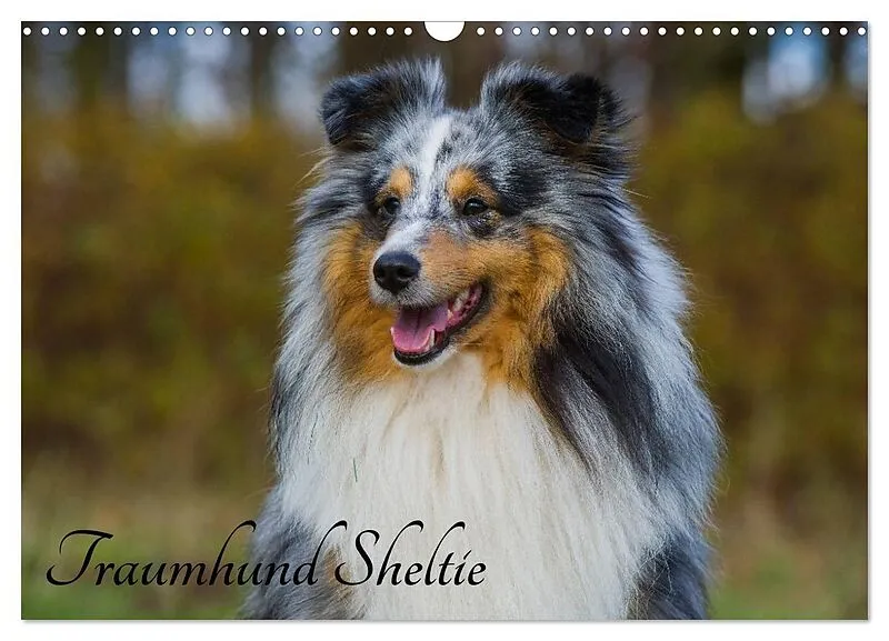 Traumhund Sheltie (Wandkalender 2026 DIN A3 quer), CALVENDO Monatskalender