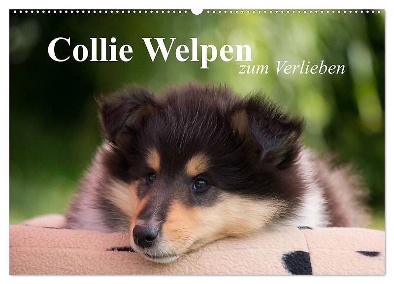 Collie Welpen zum Verlieben (Wandkalender 2026 DIN A2 quer), CALVENDO Monatskalender