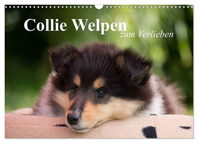 Collie Welpen zum Verlieben (Wandkalender 2026 DIN A3 quer), CALVENDO Monatskalender