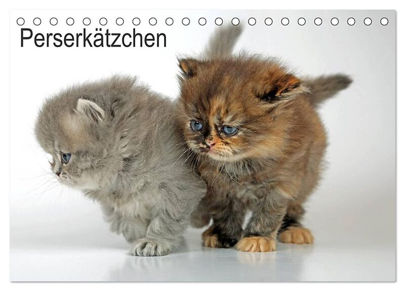 Perserkätzchen / CH-Version (Tischkalender 2026 DIN A5 quer), CALVENDO Monatskalender