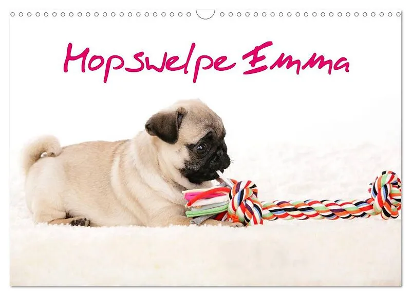 Mopswelpe Emma (Wandkalender 2026 DIN A3 quer), CALVENDO Monatskalender