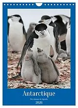 Kalender (Kal) Antarctique des oiseaux de légende (Calendrier mural 2026 DIN A4 horizontal), CALVENDO calendrier mensuel von Alain Gaymard