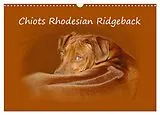 Kalender (Kal) Chiots Rhodesian Ridgeback (Calendrier mural 2026 DIN A3 vertical), CALVENDO calendrier mensuel von Anke van Wyk - www. germanpix. net