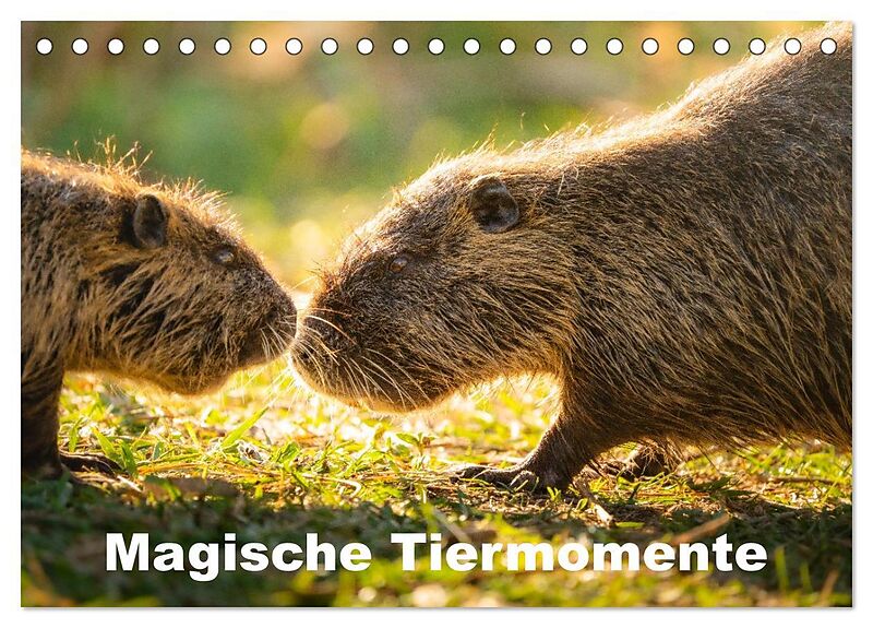 Magische Tiermomente (Tischkalender 2026 DIN A5 quer), CALVENDO Monatskalender