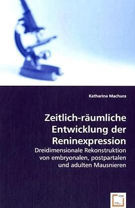 Zeitlich-räumliche Entwicklung der Reninexpression