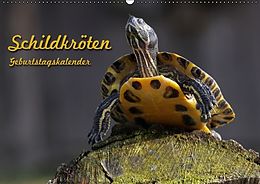Kalender Schildkröten Geburtstagskalender (Wandkalender immerwährend DIN A2 quer) von Martina Berg