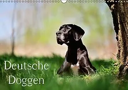 Kalender Deutsche Doggen / Geburtstagskalender (Wandkalender immerwährend DIN A3 quer) von Nicole Noack