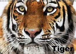 Kalender Tiger (Wandkalender immerwährend DIN A3 quer) von Elisabeth Stanzer