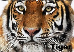Kalender Tiger (Wandkalender immerwährend DIN A2 quer) von Elisabeth Stanzer