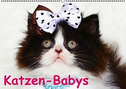 Kalender Katzen-Babys (Wandkalender immerwährend DIN A2 quer) von Elisabeth Stanzer