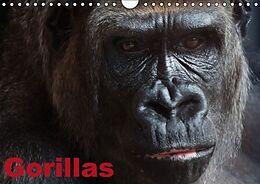 Kalender Gorillas / Geburtstagskalender (Wandkalender immerwährend DIN A4 quer) von Elisabeth Stanzer
