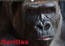 Kalender Gorillas / Geburtstagskalender (Wandkalender immerwährend DIN A3 quer) von Elisabeth Stanzer