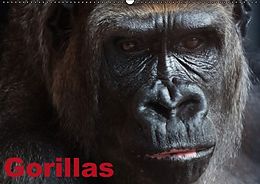 Kalender Gorillas / Geburtstagskalender (Wandkalender immerwährend DIN A2 quer) von Elisabeth Stanzer