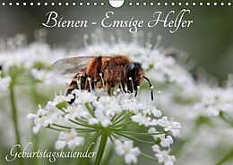 Kalender Bienen - Emsige Helfer (Wandkalender immerwährend DIN A4 quer) von Silvia Hahnefeld