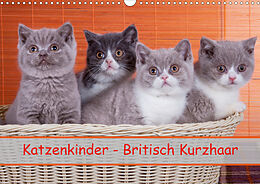 Katzenkinder Britisch Kurzhaar Wandkalender 2020 Din A3 Quer