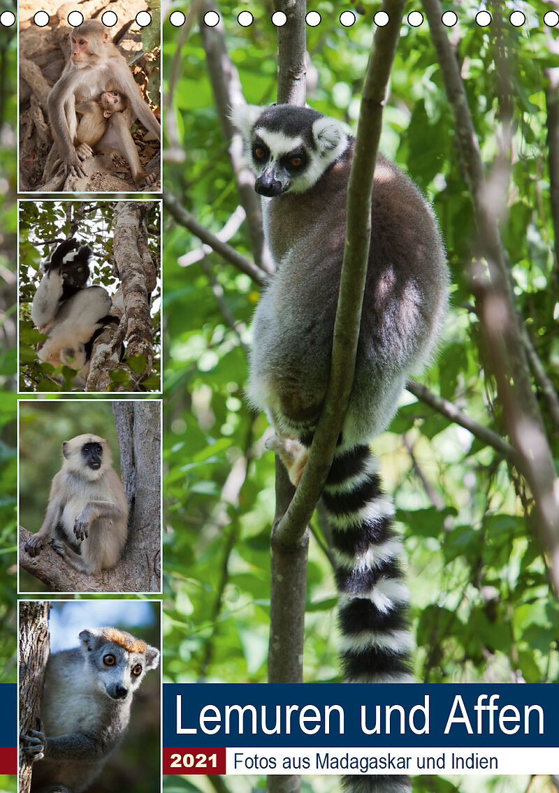 Lemuren Und Affen Fotos Aus Madagaskar Und Indien Tischkalender 21 Din A5 Hoch Sabine Reuke Buch Kaufen Ex Libris