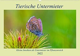 Kalender Tierische Untermieter (Wandkalender 2022 DIN A2 quer) von Clemens Stenner