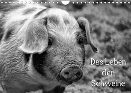 Kalender Das Leben der Schweine (Wandkalender 2022 DIN A4 quer) von kattobello
