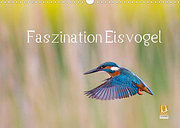Kalender Faszination Eisvogel (Wandkalender 2022 DIN A3 quer) von Wilfried Martin