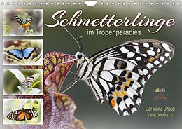 Kalender Schmetterlinge im Tropenparadies (Wandkalender 2022 DIN A4 quer) von Sabine Löwer