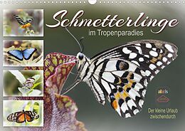 Kalender Schmetterlinge im Tropenparadies (Wandkalender 2022 DIN A3 quer) von Sabine Löwer