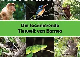 Kalender Die faszinierende Tierwelt von Borneo (Wandkalender 2022 DIN A2 quer) von Christina Williger