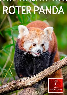 Kalender Roter Panda (Wandkalender 2022 DIN A2 hoch) von Peter Roder