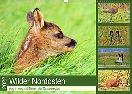 Kalender Wilder Nordosten - Aug in Aug mit Tieren der Ostseeregion (Wandkalender 2022 DIN A2 quer) von René Schaack