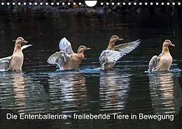 Kalender Die Entenballerina - freilebende Tiere in Bewegung (Wandkalender 2022 DIN A4 quer) von Bruno Pohl