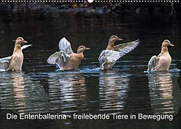 Kalender Die Entenballerina - freilebende Tiere in Bewegung (Wandkalender 2022 DIN A2 quer) von Bruno Pohl