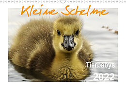 Kalender Kleine Schelme - Tierbabys (Wandkalender 2022 DIN A3 quer) von Sigrun Düll