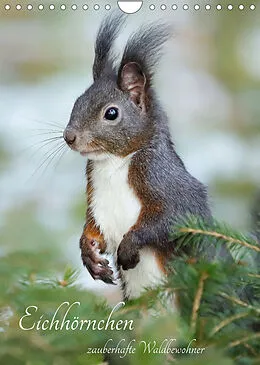 Kalender Eichhörnchen - zauberhafte Waldbewohner (Wandkalender 2022 DIN A4 hoch) von Angela Merk
