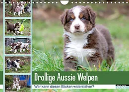 Kalender Drollige Aussie Welpen (Wandkalender 2022 DIN A4 quer) von Fotodesign Verena Scholze