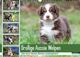 Kalender Drollige Aussie Welpen (Wandkalender 2022 DIN A3 quer) von Fotodesign Verena Scholze