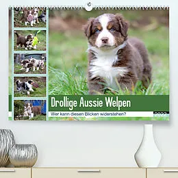 Kalender Drollige Aussie Welpen (Premium, hochwertiger DIN A2 Wandkalender 2022, Kunstdruck in Hochglanz) von Fotodesign Verena Scholze