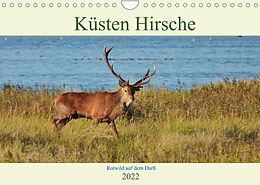 Kalender Küsten Hirsche - Rotwild auf dem Darß (Wandkalender 2022 DIN A4 quer) von René Schaack