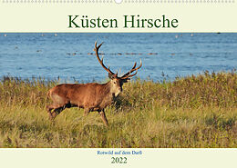 Kalender Küsten Hirsche - Rotwild auf dem Darß (Wandkalender 2022 DIN A2 quer) von René Schaack