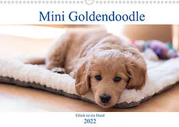 Kalender Mini Goldendoodle - Glück ist ein Hund (Wandkalender 2022 DIN A3 quer) von Stephan Schulz