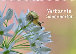 Kalender Verkannte Schönheiten (Wandkalender 2022 DIN A2 quer) von Karin Berger (Kabefa)