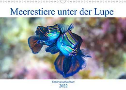 Kalender Meerestiere unter der Lupe - Unterwasserkalender (Wandkalender 2022 DIN A3 quer) von Sven Gruse