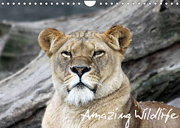Kalender Amazing Wildlife (Wandkalender 2022 DIN A4 quer) von Andreas Hebbel-Seeger