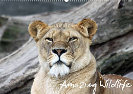 Kalender Amazing Wildlife (Wandkalender 2022 DIN A2 quer) von Andreas Hebbel-Seeger