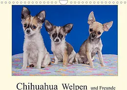 Kalender Chihuahua Welpen und Freunde (Wandkalender 2022 DIN A4 quer) von Gabriela Wejat-Zaretzke