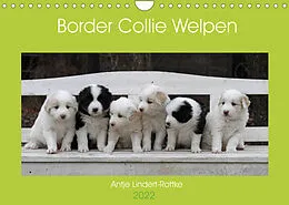 Kalender Border Collie Welpen (Wandkalender 2022 DIN A4 quer) von Antje Lindert-Rottke