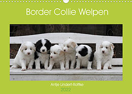 Kalender Border Collie Welpen (Wandkalender 2022 DIN A3 quer) von Antje Lindert-Rottke