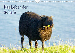 Kalender Das Leben der Schafe (Wandkalender 2022 DIN A4 quer) von kattobello