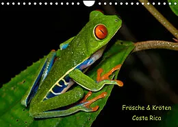 Kalender Frösche & Kröten Costa Rica (Wandkalender 2022 DIN A4 quer) von Stefan Dummermuth