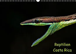 Kalender Reptilien Costa Rica (Wandkalender 2022 DIN A3 quer) von Stefan Dummermuth